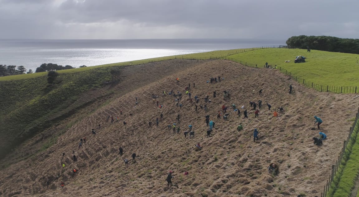 Tāwharanui Open Sanctuary planting day, north of Auckland