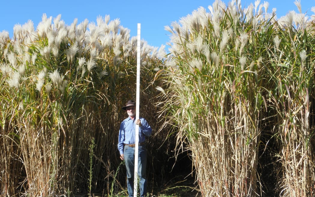 Miscanthus grass.