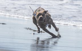 Under attack? an endangered wrybill being chased by an off-lead dog at Waikuku Beach last week. PHOTO: ASHLEY-RAKAHURI RIVERCARE GROUP