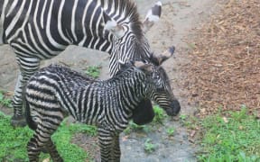 The foal is the first to be born in eight years at Auckland Zoo.