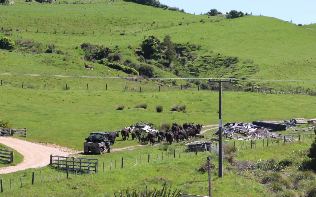 Kaihoka Farm