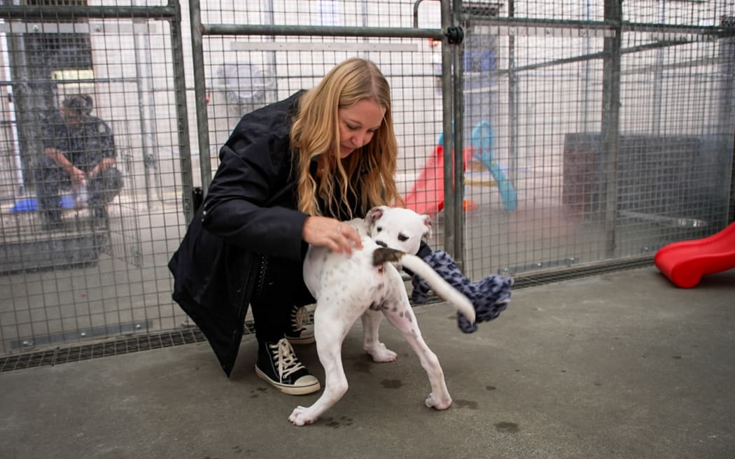 Dogs for Adoption