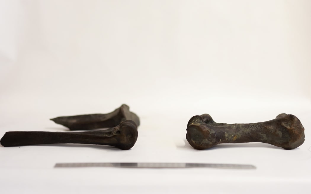 Moa bones at Te Manawa, the Palmerston North Museum, after being discovered during highway work.