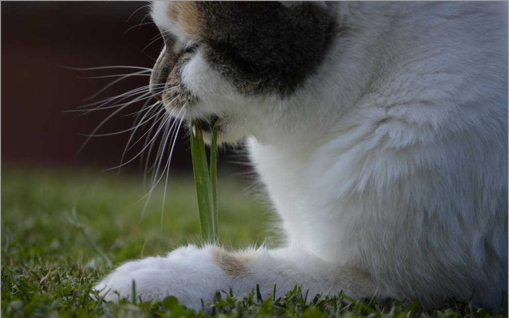 Image of a cat eating grass