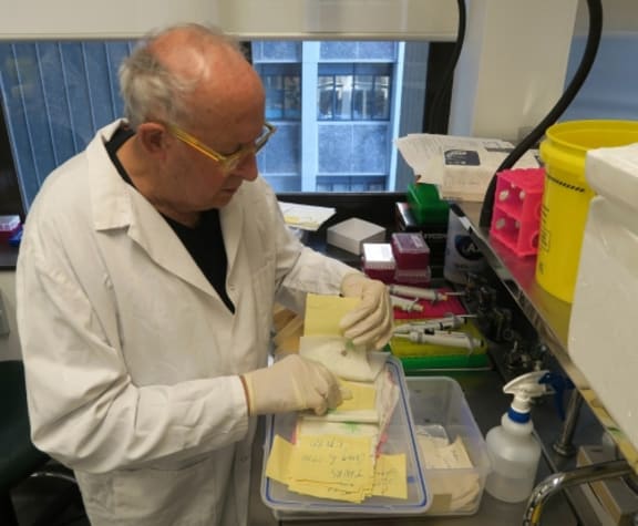 Billy Apple in the lab at the Liggins Institute sorting through samples.