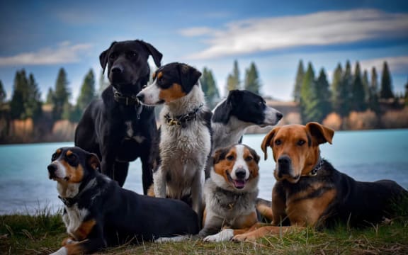 Dogs on Tour