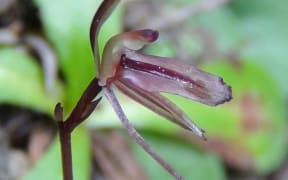 Gnat orchid
