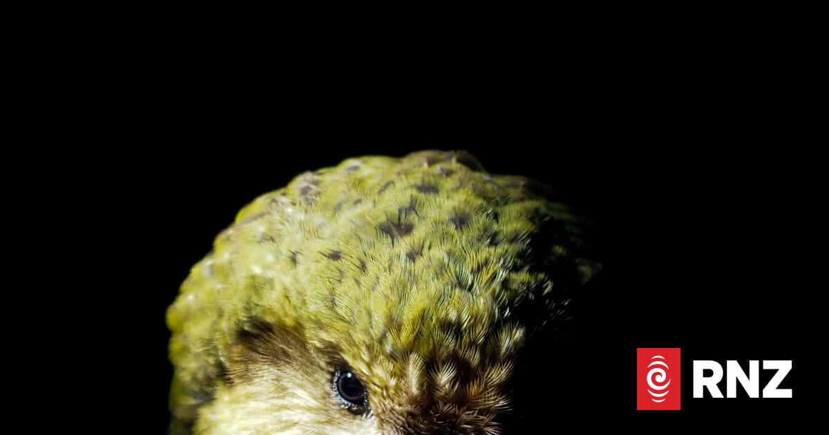 Flightless native parrot back at wildlife sanctuary after clever escape ...