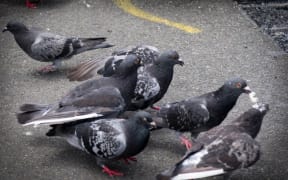 Pigeons