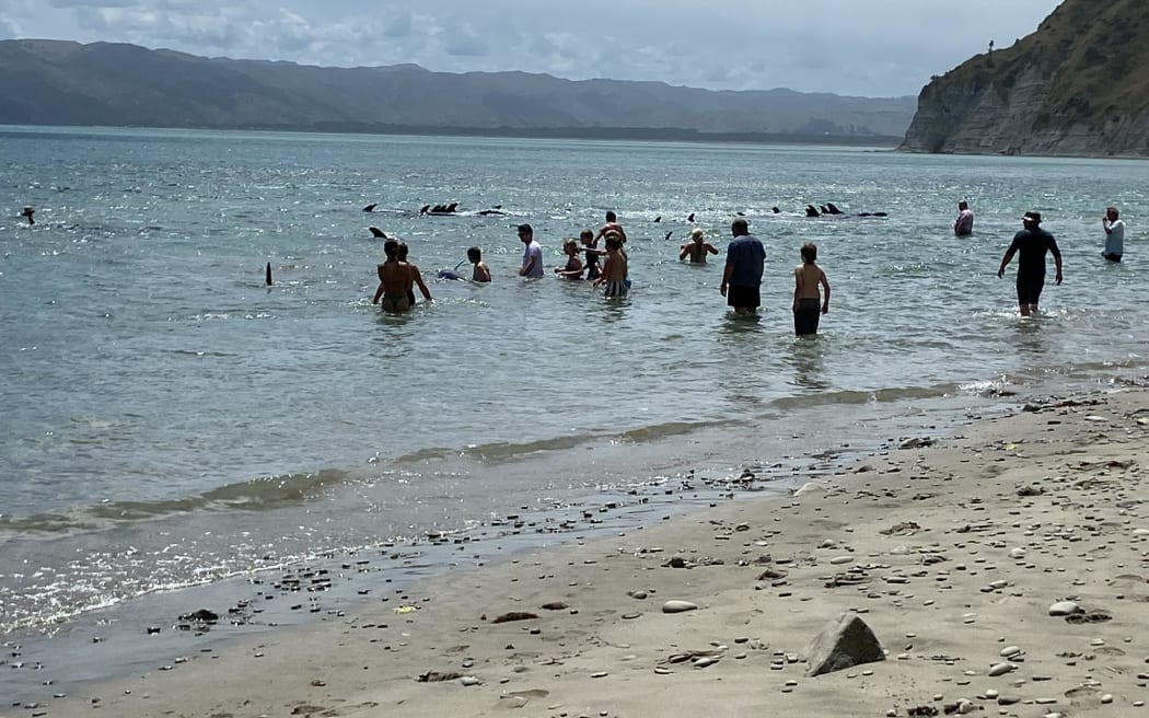 A pod of whales have stranded on a beach near Māhia, in Tairāwhiti.