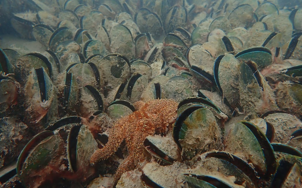 Mussel beds at Ohiwa Harbour, Bay of Plenty.