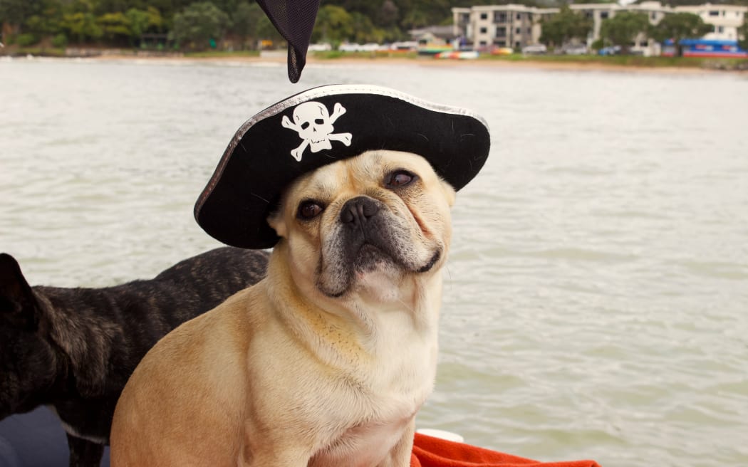 Paihia, the three year old French bulldog began his surfing journey in Whangārei over one and a half years ago.