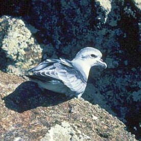 Photo for Fulmar prion