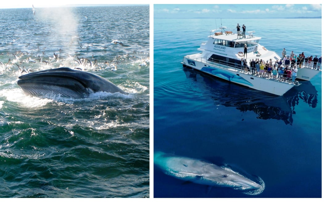 Bryde's Whale