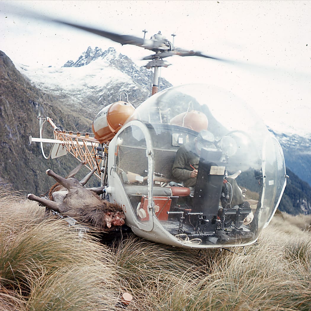 Man sitting in landed helicopter about to take off, with dead headless deer outside of helicopter