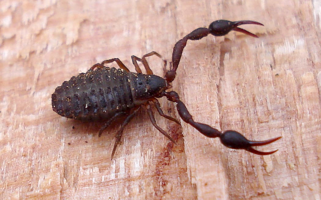 Pseudoscorpian
