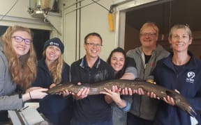 Freshwater ecologists from NIWA and DTU AQUA holding a large female longfin eel carrying a satellite tag on her back.