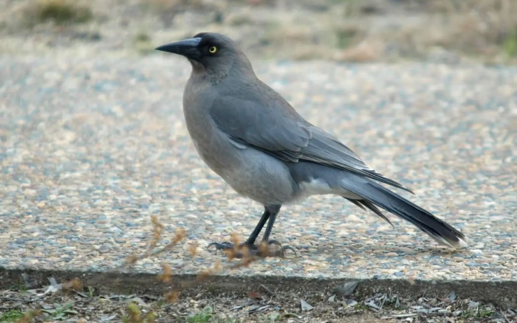 grey currawong