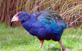 Takahē