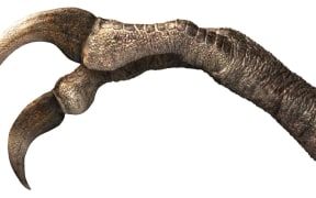A reconstruction of the two-clawed hand of the newly discovered dinosaur species Duonychus tsogtbaatari.