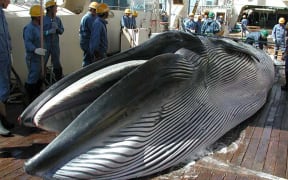 A Bryde's whale on the deck of a Japanese research ship.