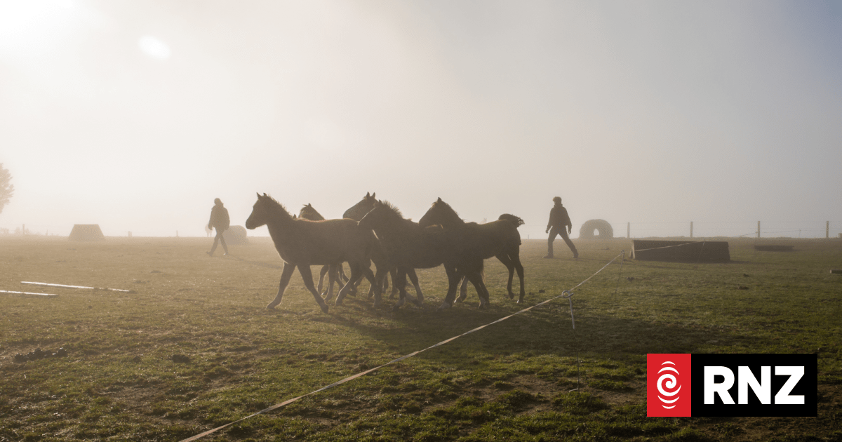 Country Life: Teaching trust to the Kaimanawas