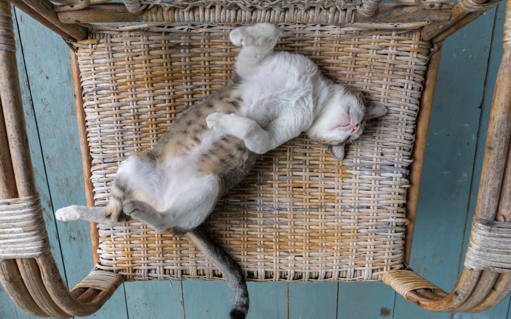 cat sleeping on it's back on a wicker armchair