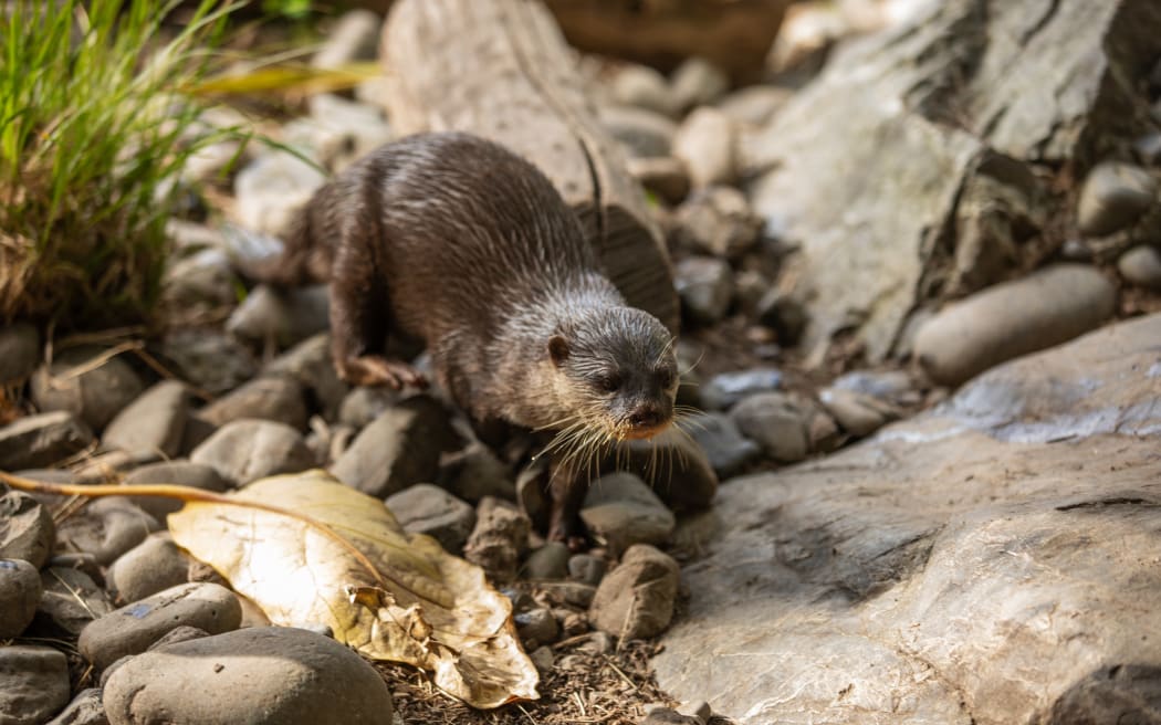Otters at Wellington Zoo