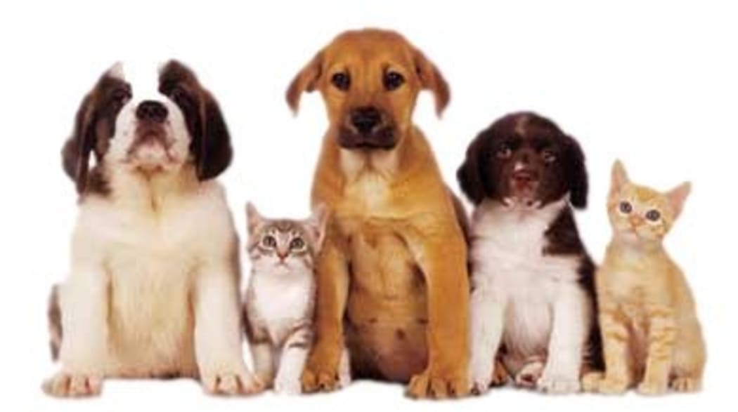 Pets