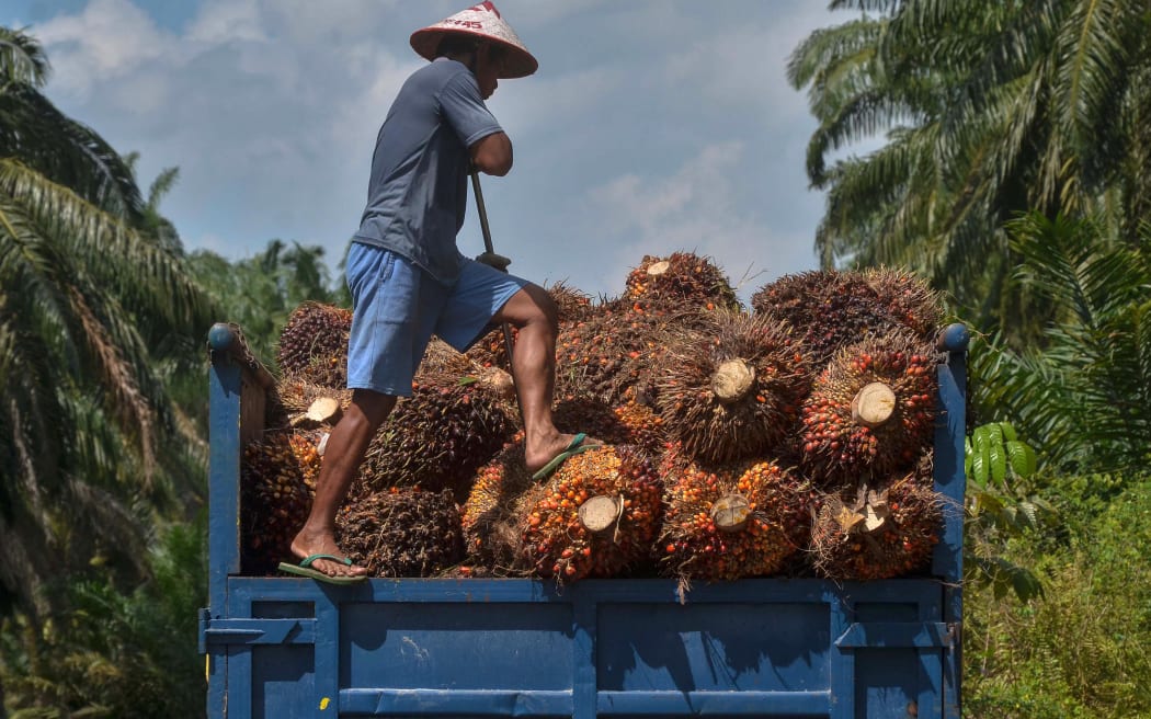 This picture taken in Kampar on August 18, 2018 shows a palm oil farmer loading palm oil seeds onto a truck in Kampar, Riau province.