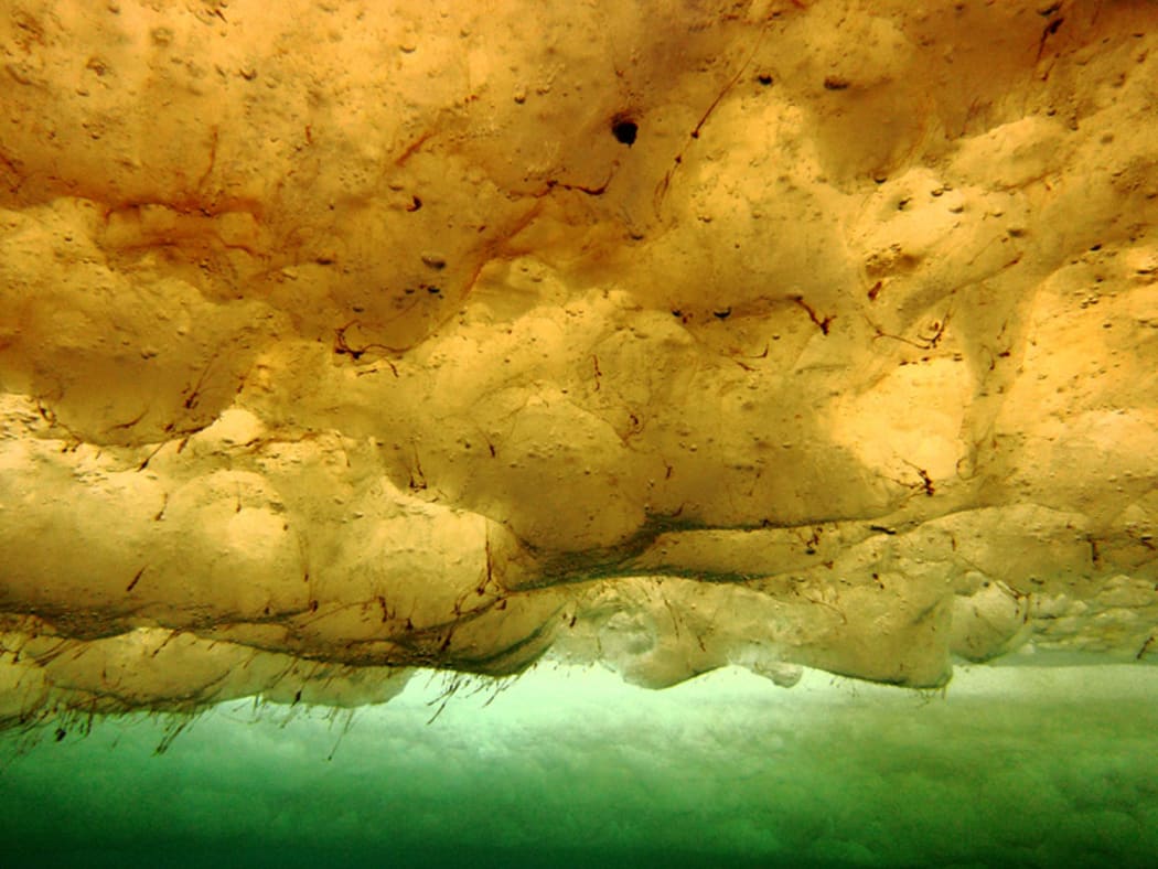 Microscopic algae called diatoms, as well as bacteria and viruses, form complex communities on the underside of Antarctic sea ice.
