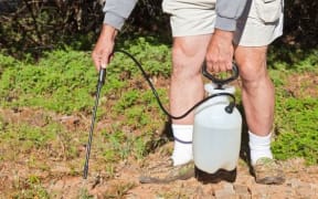 man spraying weeds