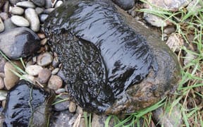 Toxic algae on a rock at river's edge.