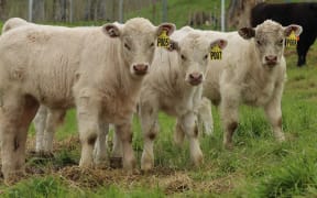 The first calves of a new crossbred dairy-beef offering are now on the ground at a Pāmu, formerly Landcorp, farm near Taupō.
