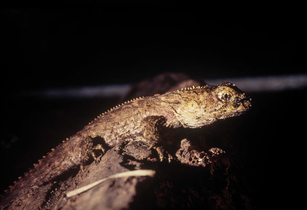 Tuatara