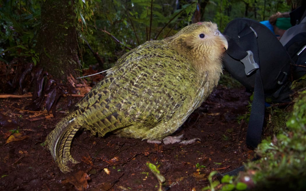 kākāpō with transmitter