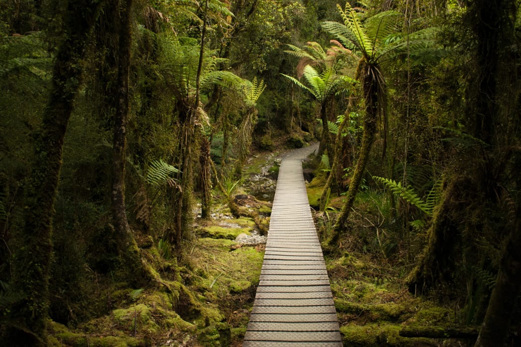 Lake Matheson, South Westland, in Westland Tai Poutini National Park