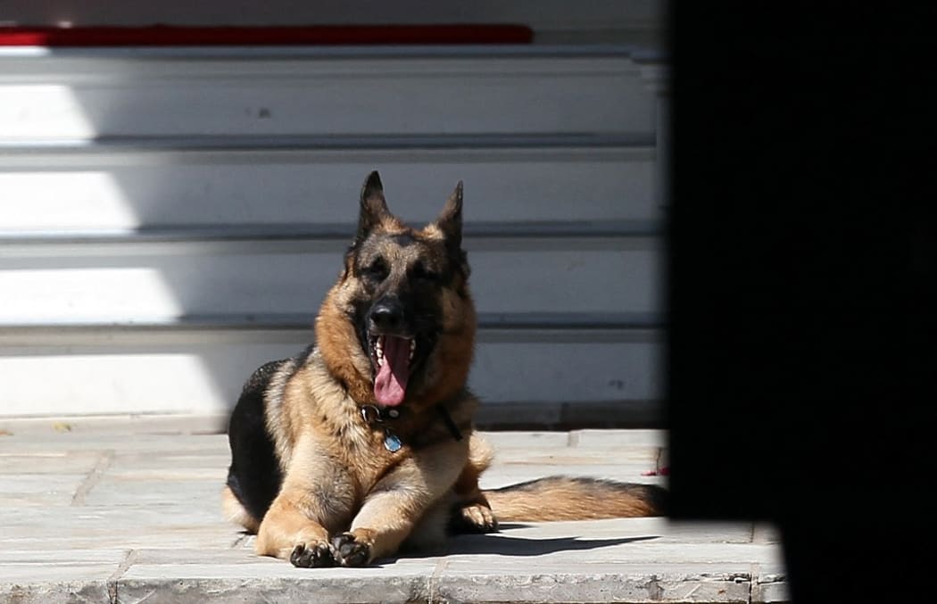US President Biden and First Lady Jill Biden announced the death of Champ, one of their two German Shepherds.