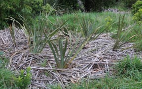 It was not long until flax had fallen prey to the weevil.
