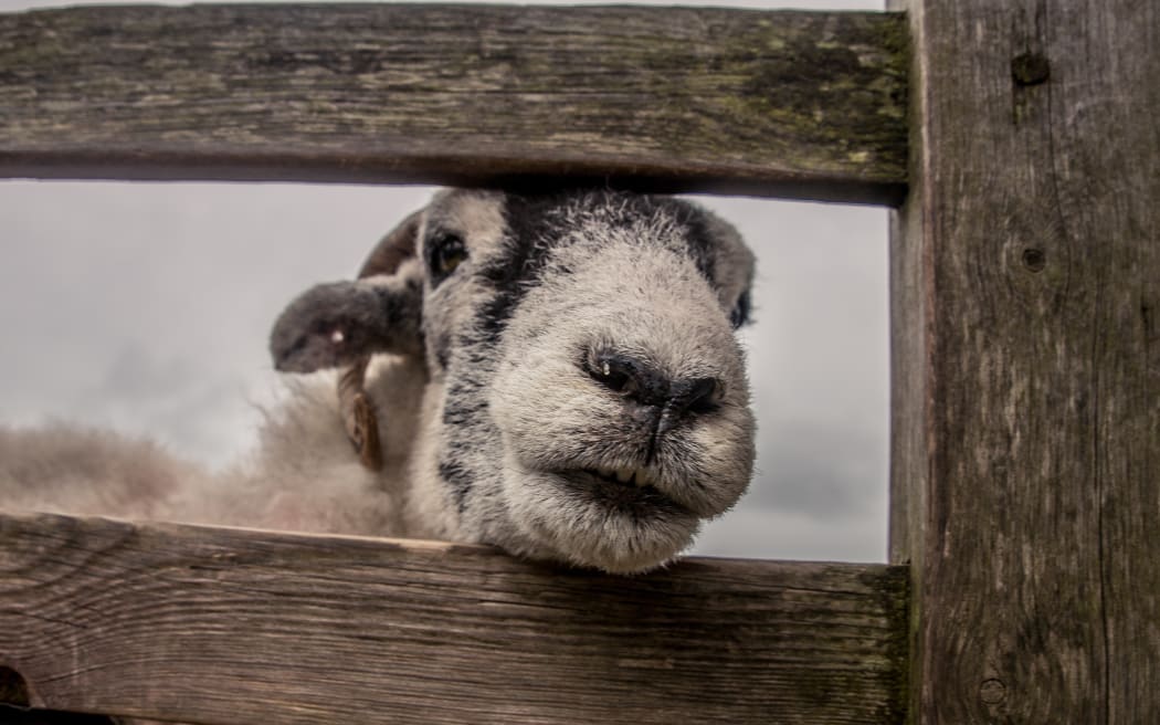 goat in fence