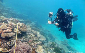 Researcher Grace Frank completing bleaching surveys along a 
transect line, One Tree Reef, Capricorn Group of Islands, Southern Great 
Barrier Reef, November 2016.