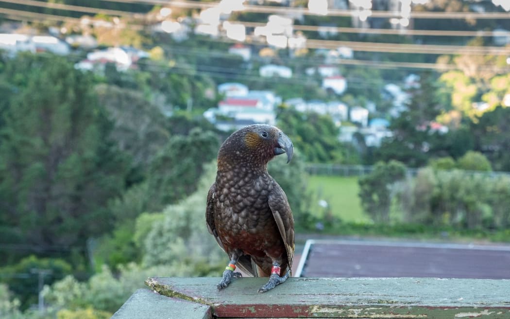 Kākā in Wellington City.