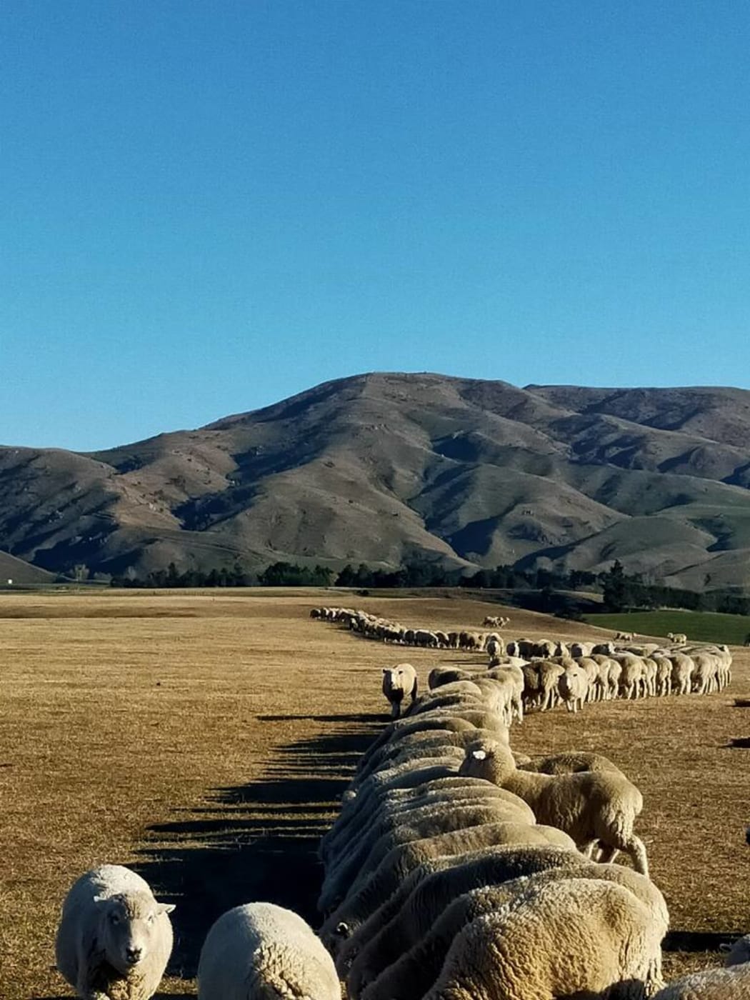 Feeding time during the 2020 drought at the Jowsey's farm in Kereru, Hawkes Bay