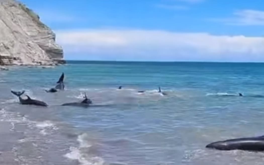 A pod of whales have stranded on a beach near Māhia, in Tairāwhiti.