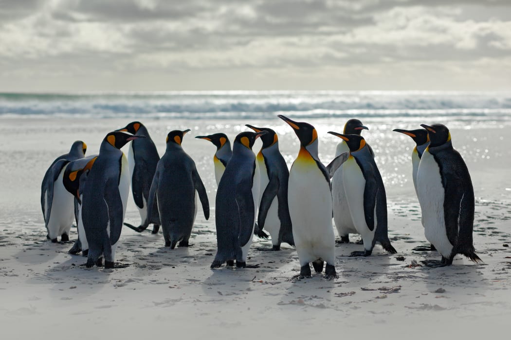 Group of penguins.