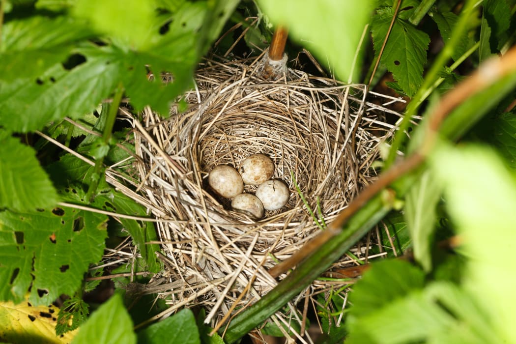 Sylvia borin. The nest of the Garden Warbler in nature. Russia. Russia, the Ryazan region (Ryazanskaya oblast), the Pronsky District.