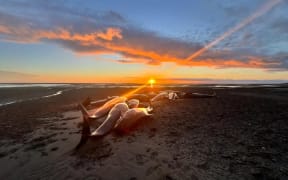 Whale stranding at Farewell Spit
