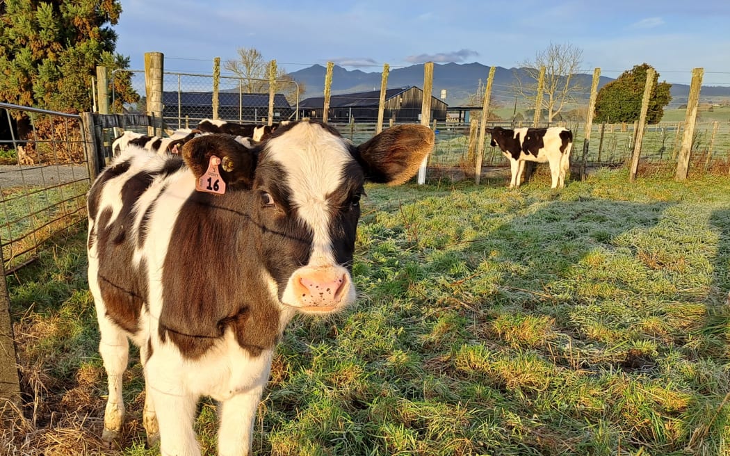 Autumn calf on chilly late June morning