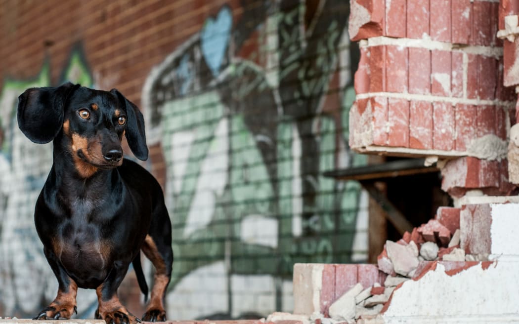 sausage dog