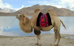 A camel